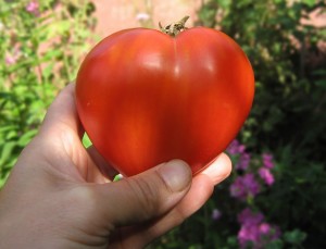 tomate-banniere